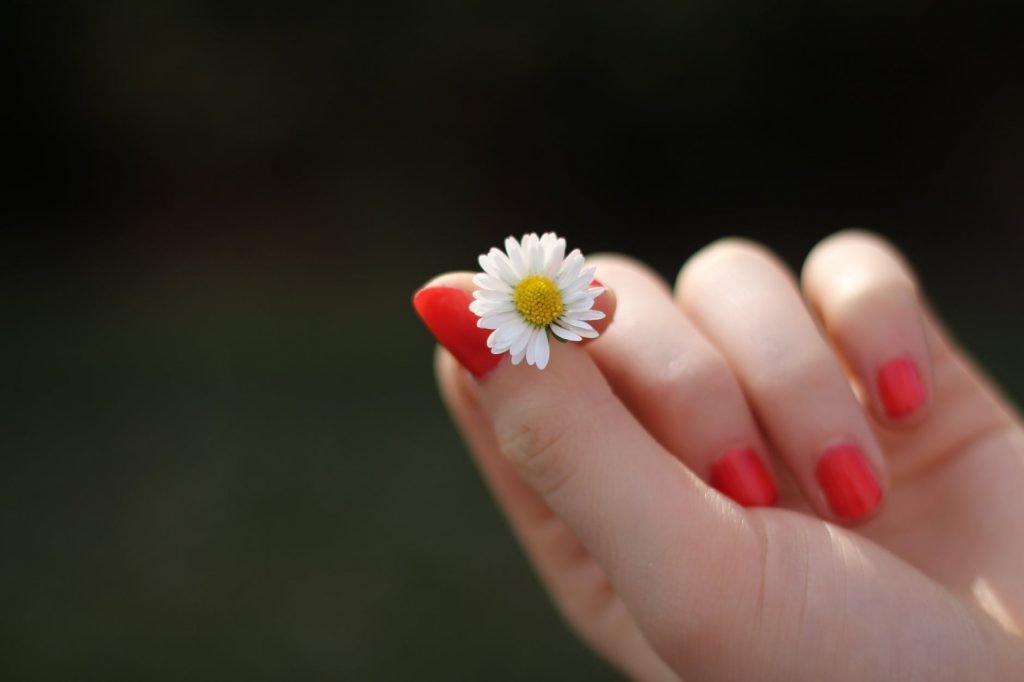 person with red manicure holding white petal flower