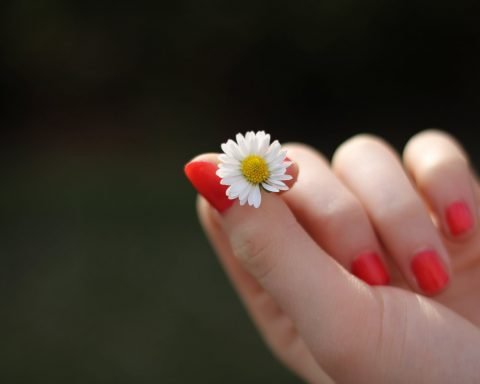 person with red manicure holding white petal flower