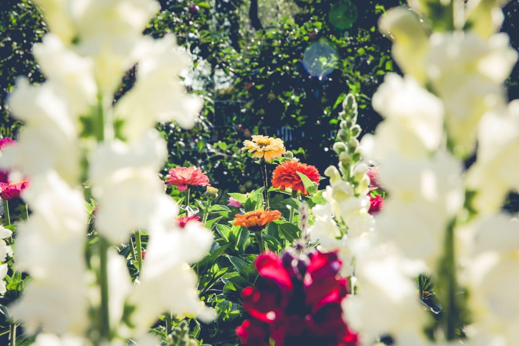 red and white flowers with green leaves