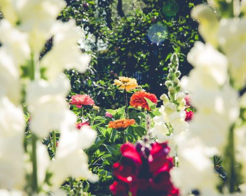 red and white flowers with green leaves