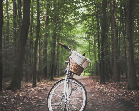 city bicycle in the middle of forest trail