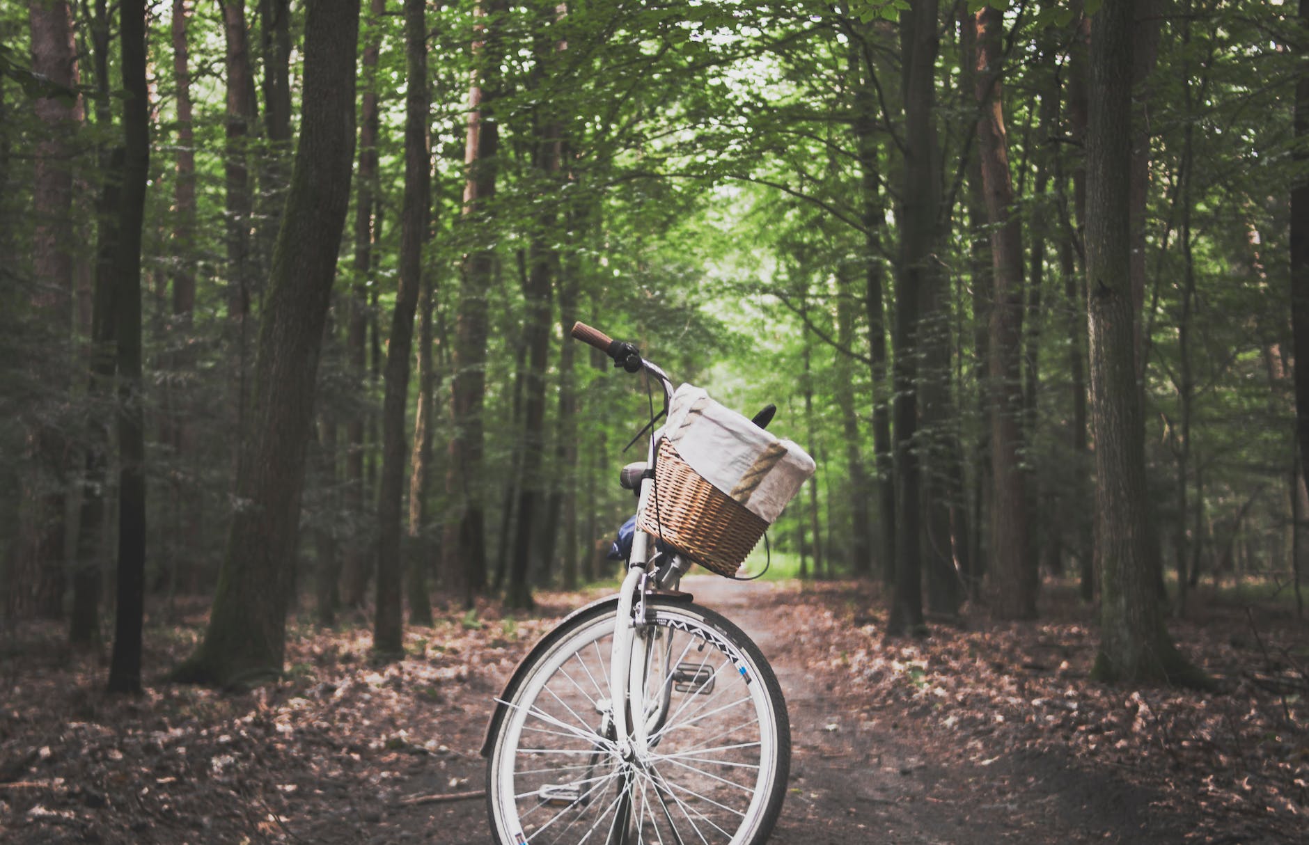 city bicycle in the middle of forest trail