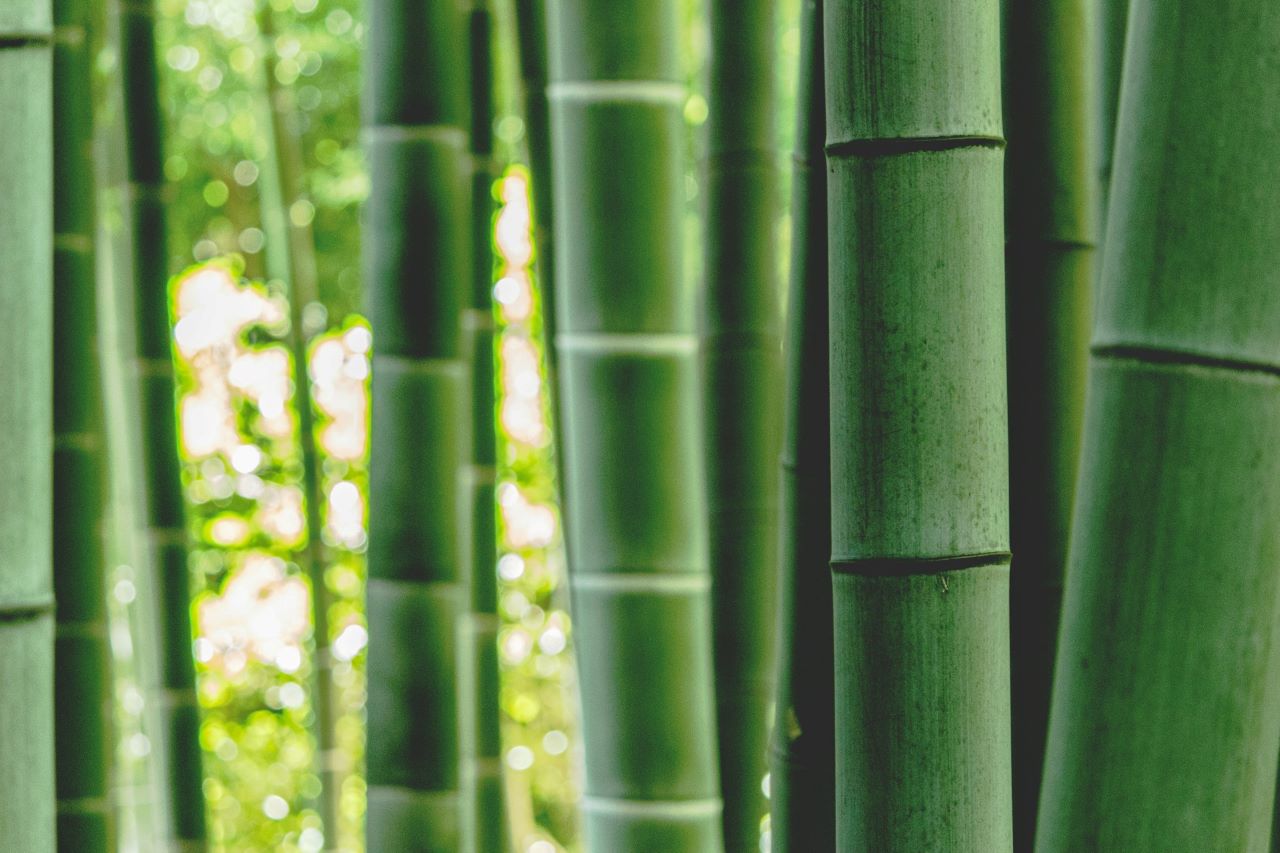 De groene keuze waarom bamboe toiletpapier de toekomst is