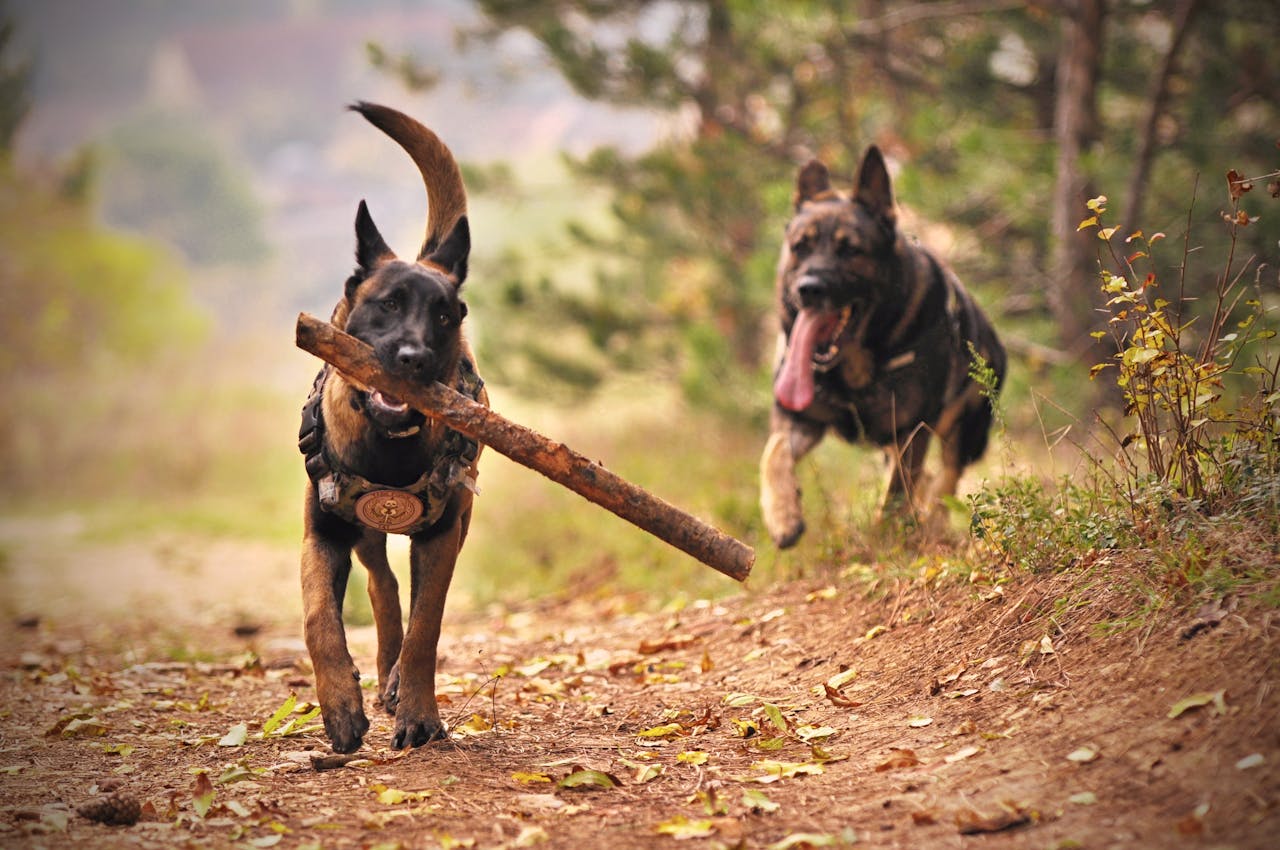 5 tips voor het uitkiezen van een hond