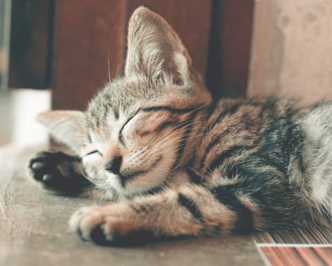 Drukke baan? Zo zorg je toch goed voor je kat!