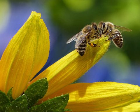 Bijennest in je tuin Laat het oplossen door een expert