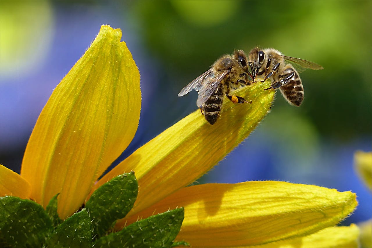 Bijennest in je tuin Laat het oplossen door een expert